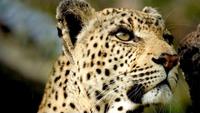 Leopard Queen: In The Eyes Of A Leopard