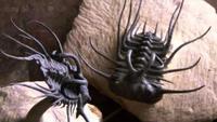 David Attenborough: Origin of Life Conquest