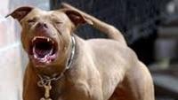 Out of the Pit - Dog Fighting in Chicago