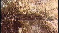 In Search of Ancient Astronauts